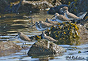 Calidris alpina